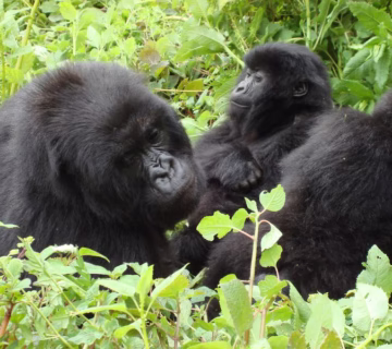 What is Gorilla Trekking