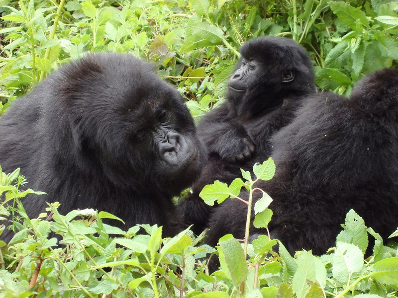 What is Gorilla Trekking