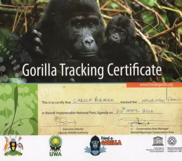 What is a gorilla trekking certificate