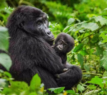 What to do after gorilla habituation experience in Bwindi impenetrable national park