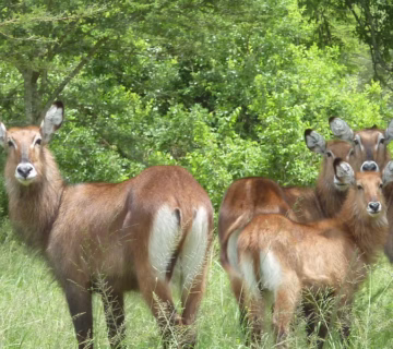 What to see and observe in Akagera national park