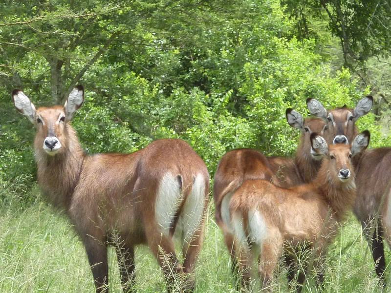 What to see and observe in Akagera national park
