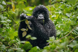 4 Hour Gorilla Habituation Experience: Why Spending Four 4 Hour Gorilla Habituation Experience: Why Spending Four