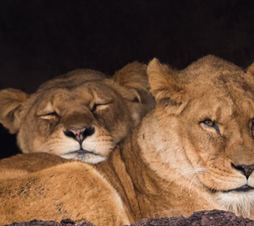 Where to do night game drives in Uganda