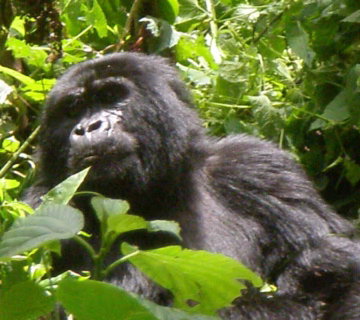 Where to go for gorilla trekking in Africa