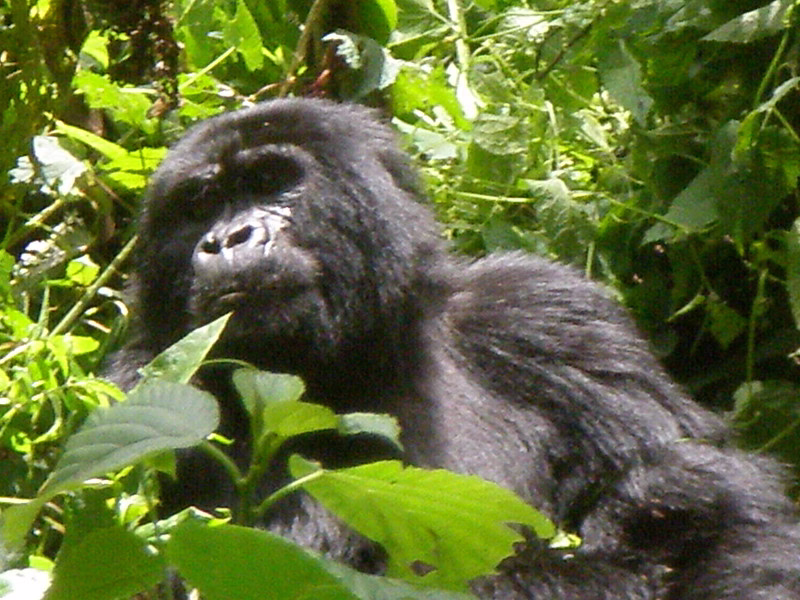 Where to go for gorilla trekking in Africa