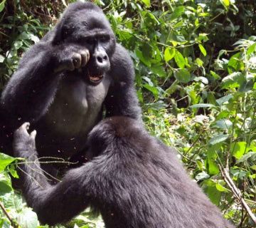 Where to go for mountain gorilla trekking in Africa