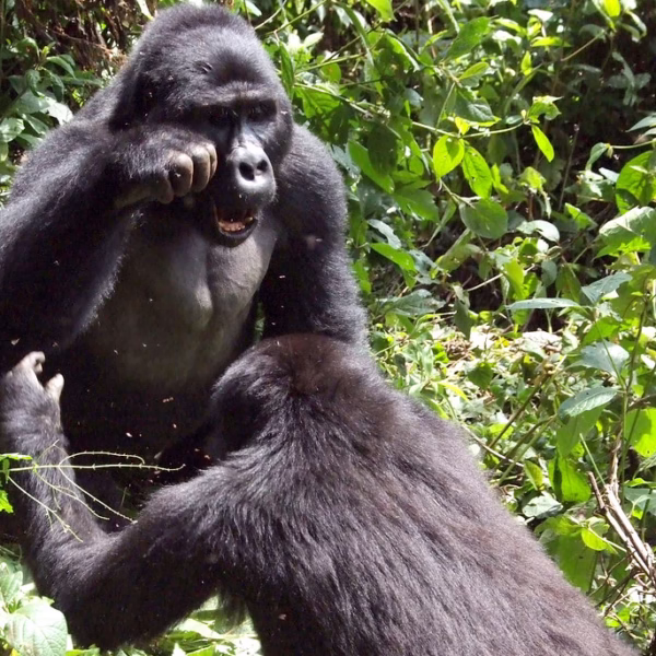gorilla trekking Luxury Mgahinga Gorilla Safari: The Complete 2026 Guide