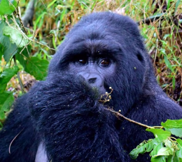 Where to see mountain gorillas in Africa