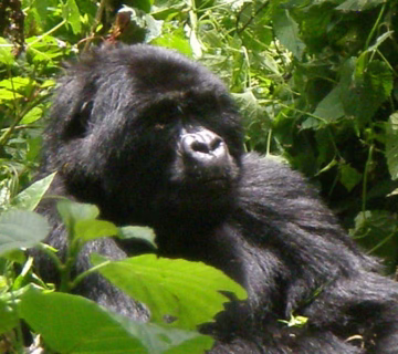Why Gorilla Trekking is One Hour.