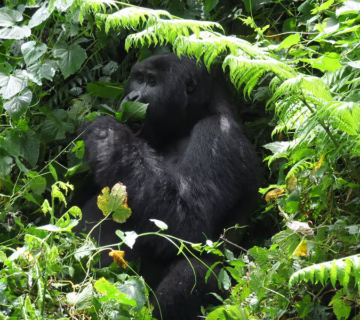 Why is Gorilla Trekking So Expensive﻿