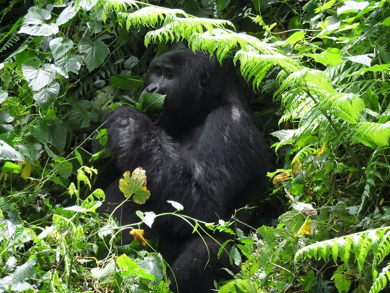 Why is Gorilla Trekking So Expensive﻿