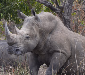 Ziwa Rhino Sanctuary