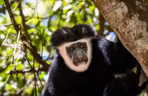 Best National Parks to See Monkeys in Africa: