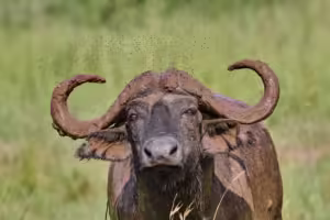Big Five Safari Holiday Packages: The Best 2026 Guide