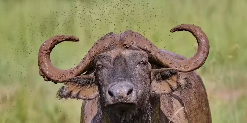buffalo wild adventures