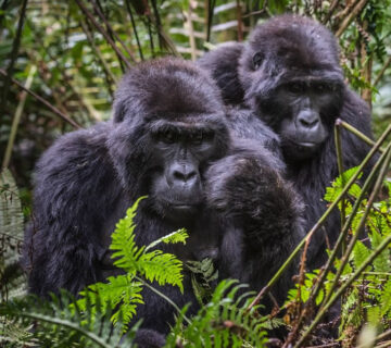 100+ AI Prompts for Gorilla Trekking: The Ultimate Guide