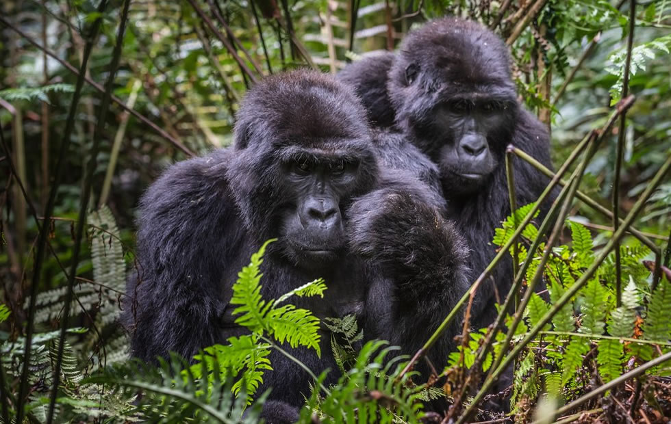 Best Gorilla Tours from Madagascar: The Ultimate Guide 100+ AI Prompts for Gorilla Trekking: The Ultimate Guide