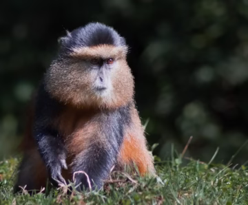 Golden Monkey Trekking In Volcanoes National Park