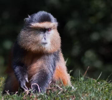 Golden Monkey Trekking In Volcanoes National Park