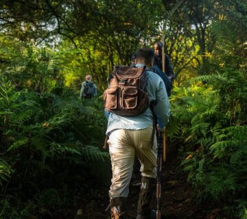 3 Day Gorilla Trekking Uganda Safari 2027 – Bwindi