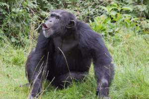 Chimpanzee Tracking All-Inclusive Safari: The Ultimate Chimpanzee Tracking All-Inclusive Safari: The Ultimate
