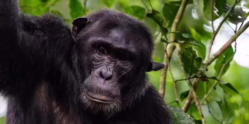 chimpanzee on wild adventures