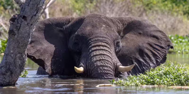 elephant on wild adventures