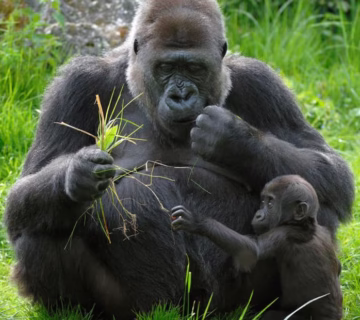 Gorilla hiking tour in Uganda before or after a meeting; Gorilla hiking is the most famous and interesting thing to do in Uganda. It includes walking through the tropical jungle in search of mountain gorillas that are used to people. Once they are found, visitors spend an hour with the gorillas in their natural environment. Uganda has two national parks where you can go gorilla trekking. The first is Mgahinga Gorilla National Park, which is home to one habituated gorilla family. The second is Bwindi Impenetrable National Park, which is home to the most habituated gorillas. They live in four areas the rushaga sector is in the south, the ruhija sector is in the east, the buhoma sector is in the north, and the nkuringo sector is in the south. You shouldn't miss the chance to go gorilla trekking on your safari. This article will tell you everything you need to know about gorilla trekking to help you plan a good safari before or after your conference in Uganda. Trekking with gorillas in Uganda Early in the morning, people who want to go gorilla climbing in both Bwindi Impenetrable National Park and Mgahinga Gorilla National Park are told about the rules, laws, and what to expect at the park offices. After the training, you will be split into eight-person groups. Each group will be given a familiar gorilla family to walk with and an experienced park guide who knows the best ways to find gorillas in the bush. In Uganda, trekking mountain gorillas can take anywhere from two to seven hours, based on where the gorillas are. This is because the gorillas like to move around in search of food. While trekking, you can see many kinds of animals, including birds, plants, and trees. When you find the gorillas, you can spend an hour with them and learn more about their habits and behaviors. You can watch them eat, play, breastfeed, and groom their young, and you can take pictures and videos to show your family back home. How much it costs to go on a gorilla trek in Uganda In Bwindi Impenetrable National Park and Mgahinga Gorilla National Park, passes to go hiking with gorillas cost 700 USD per person who is not from Uganda and 600 USD per person who is from Uganda. East African citizens pay 250,000 UGX per person. However, as of July 1, 2024, the price of a gorilla trekking pass in Uganda went up to 800 USD for foreigners who are not residents and 700 USD for foreigners who are residents. The price also went up to 500 USD for Africans and 300,000 UGX for East African citizens. How do I get a pass to go gorilla hiking in Uganda You can book gorilla hiking permits in Bwindi Impenetrable National Park and Mgahinga Gorilla National Park through a reputable tour company like Maseke Adventure Co.Ltd. Just email or call us with the gorilla spot you want to visit, along with the date, month, and year. After you call us, we'll see if the permits you want are still available. If they are, you'll be asked to make a deposit. We will be able to buy the gorilla walking passes for you once we get the payment and send you a scanned copy of the ticket as proof. What should you bring on your Ugandan gorilla hiking trip Going on a gorilla trekking safari in Bwindi Impenetrable National Park or Mgahinga Gorilla National Park Don't forget to bring bug spray, long-sleeved shirts and pants, a waterproof rain jacket, hiking shoes, garden gloves, long socks, face masks, a camera and extra batteries, energy snacks and water, a warm sweater, a walking stick, binoculars, a hat and sunglasses, and a backpack, among other things. When in Uganda is the best time to go on a gorilla hiking safari You can go gorilla trekking in Bwindi Impenetrable National Park and Mgahinga Gorilla National Park at any time of the year, but the best time is during the dry season, also called the peak season, which is in June, July, August, September, December, January, and February. This is because there isn't much rain in the national parks during this time, so the access roads and trekking trails will be dry and easy to use. This is in contrast to the rainy season, when the trails are muddy and slippery, which makes gorilla trekking harder. Other things to do in Uganda Uganda has a lot of fun things to do before or after your conference. You can go chimpanzee trekking in Kibale Forest National Park, Kyambura Gorge, or Budongo Forest; golden monkey trekking in Mgahinga Gorilla National Park; lion tracking; sport fishing; horseback riding in Lake Mburo National Park; bird watching; chimpanzee habituation experience; mountain climbing in Mount Rwenzori and Mount Elgon; white water rafting; quad biking; bungee jumping along the Nile in Jinja; and night game drives in Murchison Falls National Park.