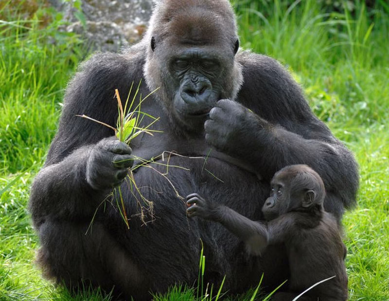 Gorilla hiking tour in Uganda before or after a meeting; Gorilla hiking is the most famous and interesting thing to do in Uganda. It includes walking through the tropical jungle in search of mountain gorillas that are used to people. Once they are found, visitors spend an hour with the gorillas in their natural environment. Uganda has two national parks where you can go gorilla trekking. The first is Mgahinga Gorilla National Park, which is home to one habituated gorilla family. The second is Bwindi Impenetrable National Park, which is home to the most habituated gorillas. They live in four areas the rushaga sector is in the south, the ruhija sector is in the east, the buhoma sector is in the north, and the nkuringo sector is in the south. You shouldn't miss the chance to go gorilla trekking on your safari. This article will tell you everything you need to know about gorilla trekking to help you plan a good safari before or after your conference in Uganda.
Trekking with gorillas in Uganda
Early in the morning, people who want to go gorilla climbing in both Bwindi Impenetrable National Park and Mgahinga Gorilla National Park are told about the rules, laws, and what to expect at the park offices. After the training, you will be split into eight-person groups. Each group will be given a familiar gorilla family to walk with and an experienced park guide who knows the best ways to find gorillas in the bush. In Uganda, trekking mountain gorillas can take anywhere from two to seven hours, based on where the gorillas are. This is because the gorillas like to move around in search of food. While trekking, you can see many kinds of animals, including birds, plants, and trees. When you find the gorillas, you can spend an hour with them and learn more about their habits and behaviors. You can watch them eat, play, breastfeed, and groom their young, and you can take pictures and videos to show your family back home.
How much it costs to go on a gorilla trek in Uganda
In Bwindi Impenetrable National Park and Mgahinga Gorilla National Park, passes to go hiking with gorillas cost 700 USD per person who is not from Uganda and 600 USD per person who is from Uganda. East African citizens pay 250,000 UGX per person. However, as of July 1, 2024, the price of a gorilla trekking pass in Uganda went up to 800 USD for foreigners who are not residents and 700 USD for foreigners who are residents. The price also went up to 500 USD for Africans and 300,000 UGX for East African citizens.
How do I get a pass to go gorilla hiking in Uganda
You can book gorilla hiking permits in Bwindi Impenetrable National Park and Mgahinga Gorilla National Park through a reputable tour company like Maseke Adventure Co.Ltd. Just email or call us with the gorilla spot you want to visit, along with the date, month, and year. After you call us, we'll see if the permits you want are still available. If they are, you'll be asked to make a deposit. We will be able to buy the gorilla walking passes for you once we get the payment and send you a scanned copy of the ticket as proof.
What should you bring on your Ugandan gorilla hiking trip
Going on a gorilla trekking safari in Bwindi Impenetrable National Park or Mgahinga Gorilla National Park Don't forget to bring bug spray, long-sleeved shirts and pants, a waterproof rain jacket, hiking shoes, garden gloves, long socks, face masks, a camera and extra batteries, energy snacks and water, a warm sweater, a walking stick, binoculars, a hat and sunglasses, and a backpack, among other things.
When in Uganda is the best time to go on a gorilla hiking safari
You can go gorilla trekking in Bwindi Impenetrable National Park and Mgahinga Gorilla National Park at any time of the year, but the best time is during the dry season, also called the peak season, which is in June, July, August, September, December, January, and February. This is because there isn't much rain in the national parks during this time, so the access roads and trekking trails will be dry and easy to use. This is in contrast to the rainy season, when the trails are muddy and slippery, which makes gorilla trekking harder.
Other things to do in Uganda
Uganda has a lot of fun things to do before or after your conference. You can go chimpanzee trekking in Kibale Forest National Park, Kyambura Gorge, or Budongo Forest; golden monkey trekking in Mgahinga Gorilla National Park; lion tracking; sport fishing; horseback riding in Lake Mburo National Park; bird watching; chimpanzee habituation experience; mountain climbing in Mount Rwenzori and Mount Elgon; white water rafting; quad biking; bungee jumping along the Nile in Jinja; and night game drives in Murchison Falls National Park.