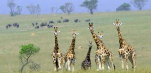 The Ultimate Guide to Wild Animals Found in Kenya: Species, Habitats, and Wildlife Experiences