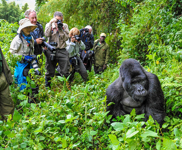 Gorillas Uganda: The Ultimate 2026 Guide to Seeing