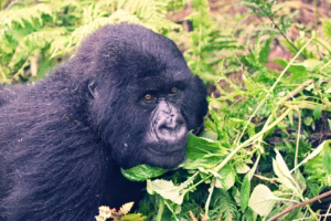 All-Inclusive Rwanda Gorilla Safari: The Ultimate Luxury 
