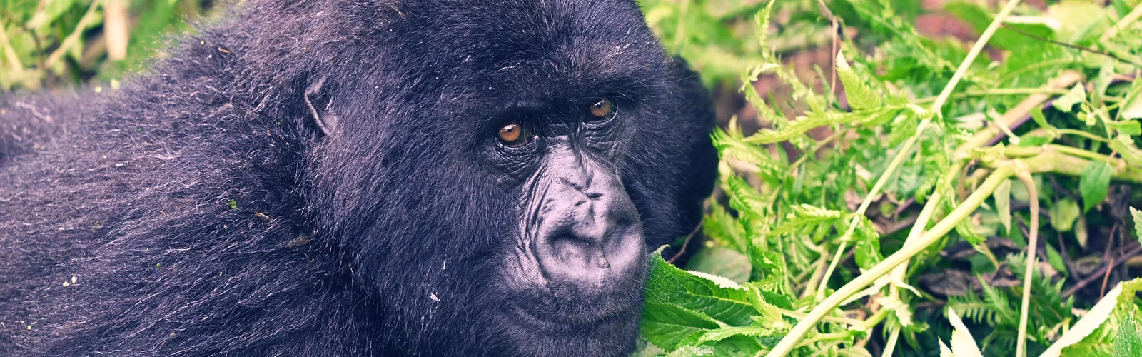 gorilla trekking safari by Maseke Adventure Co. gorilla trekking safari by Maseke Adventure Co.