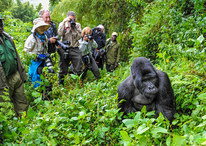 Gorillas Uganda: The Ultimate 2026 Guide to Seeing