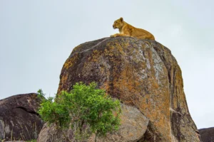 Uganda National Parks Safari Deals: The Ultimate Guide Uganda National Parks Safari Deals: The Ultimate Guide