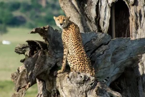 How Strong Is a Cheetah Bite Force? A Complete Breakdown How Strong Is a Cheetah Bite Force? A Complete Breakdown