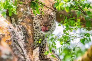 What Is a Group of Leopards Called? Meaning, Origins,