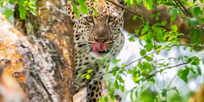 leopard on wild adventures