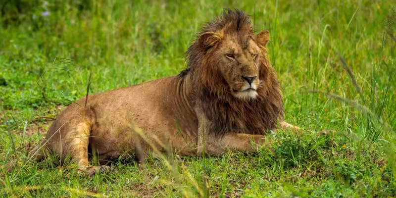 lion on wild adventures