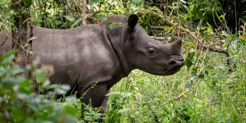 rhino on wild adventures