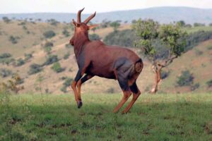 Best time to Visit Best time to visit Uganda & Rwanda for wildlife