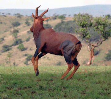 Best time to visit Uganda & Rwanda for wildlife