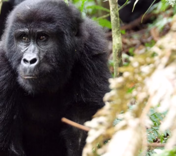 Uganda gorilla trekking safari 2024