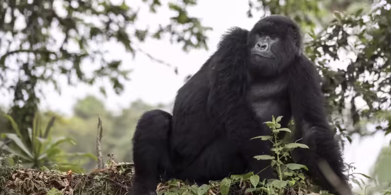 silverback