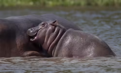 majestic Amboseli in Kenya