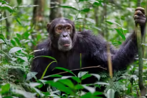 Uganda Chimpanzee Permit Booking: The Complete Guide