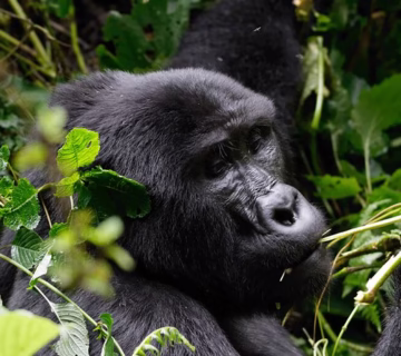 ﻿Gorilla Uganda Booking