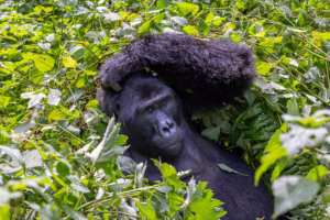 Gorilla Habituation Experience Itinerary: The Complete Gorilla Habituation Experience Itinerary: The Complete