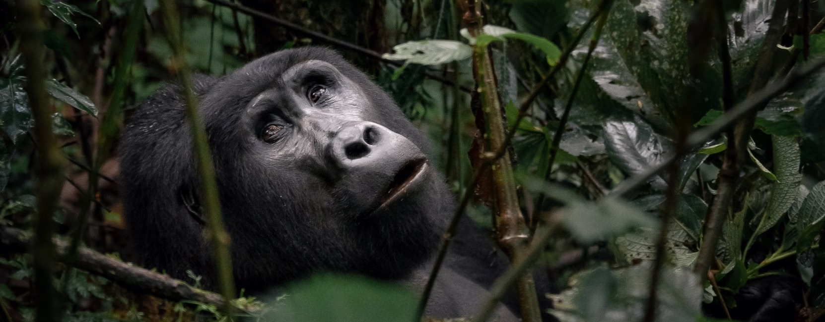 3 Day Gorilla Trekking Tour In Uganda